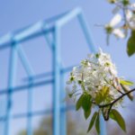 white flower in front of blue sculpture on March 19, 2026